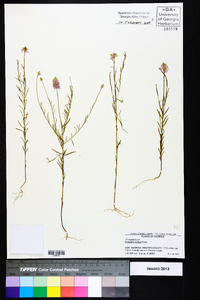 Polygala curtissii image