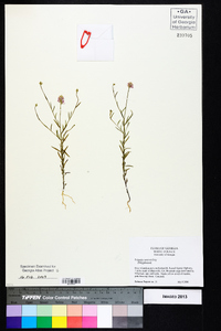 Polygala curtissii image