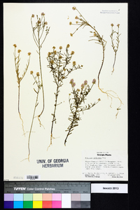 Polygala curtissii image