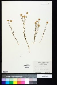 Polygala curtissii image