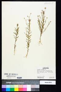 Polygala curtissii image