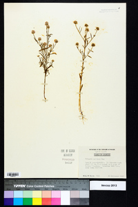 Polygala curtissii image