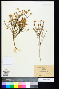 Polygala curtissii image