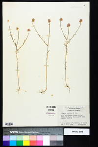 Polygala curtissii image