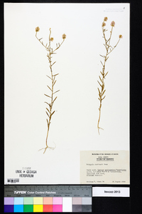 Polygala curtissii image