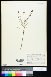 Polygala curtissii image