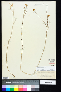 Polygala curtissii image