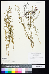 Polygala curtissii image