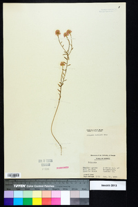 Polygala curtissii image