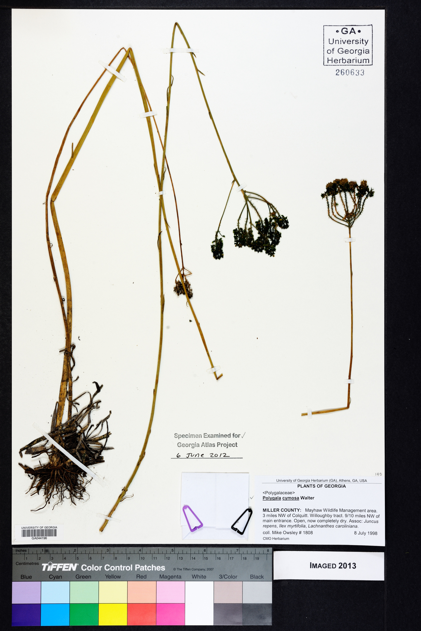 Polygala cymosa image