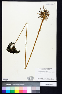 Polygala cymosa image