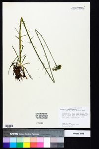 Polygala cymosa image