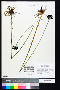 Polygala cymosa image