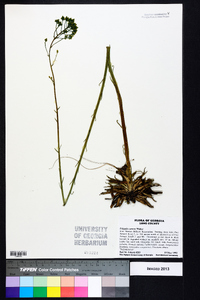 Polygala cymosa image