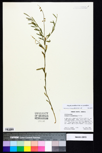 Asemeia grandiflora image