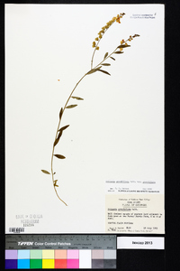 Asemeia grandiflora image