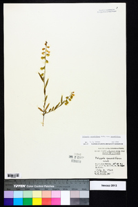 Asemeia grandiflora image