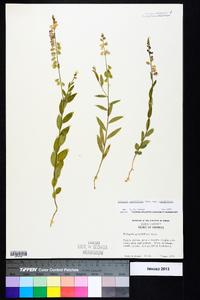 Polygala grandiflora image