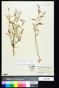 Asemeia grandiflora image