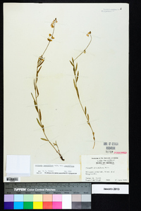 Asemeia grandiflora image