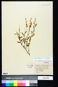 Polygala grandiflora image