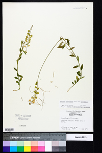 Asemeia grandiflora image