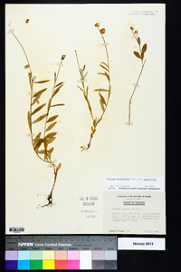 Asemeia grandiflora image