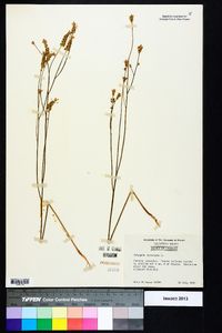 Polygala incarnata image