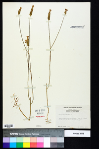 Polygala incarnata image