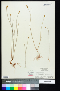 Polygala incarnata image