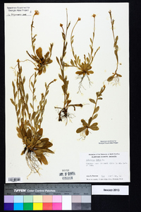 Polygala lutea image