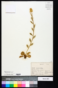 Polygala lutea image