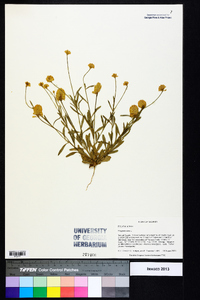 Polygala lutea image