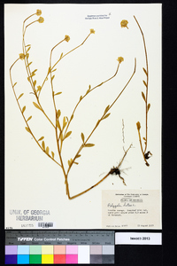 Polygala lutea image