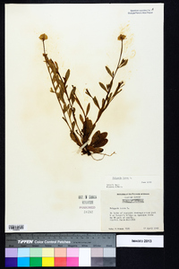 Polygala lutea image