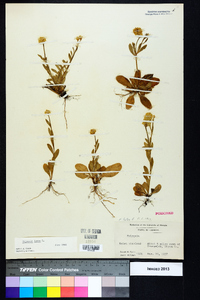 Polygala lutea image