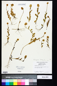 Polygala lutea image