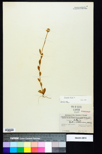 Polygala lutea image