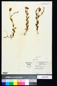 Polygala lutea image