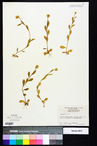 Polygala lutea image