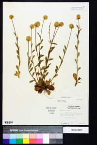 Polygala lutea image