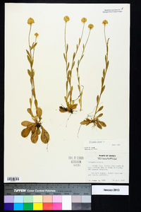 Polygala lutea image