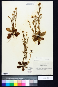 Polygala lutea image