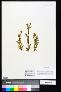 Polygala lutea image