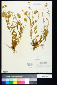 Polygala lutea image