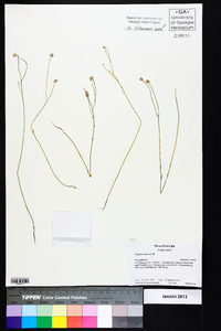 Polygala mariana image