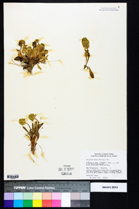 Polygala nana image