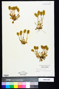 Polygala nana image