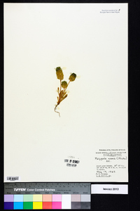 Polygala nana image