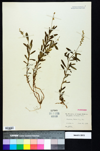 Polygala polygama image